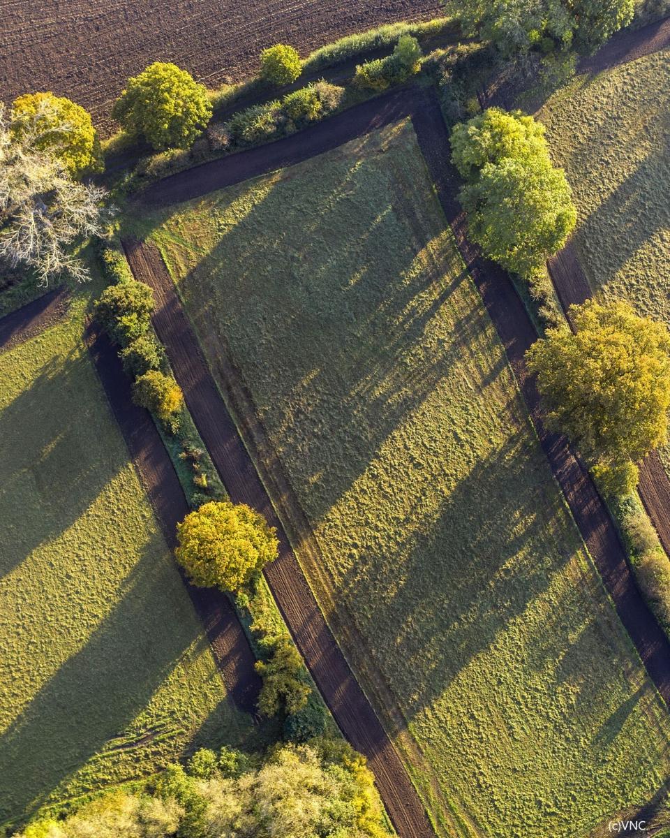 Hedge laying