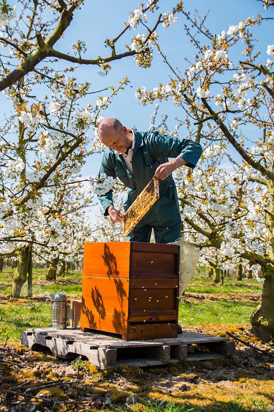 Beekeeping