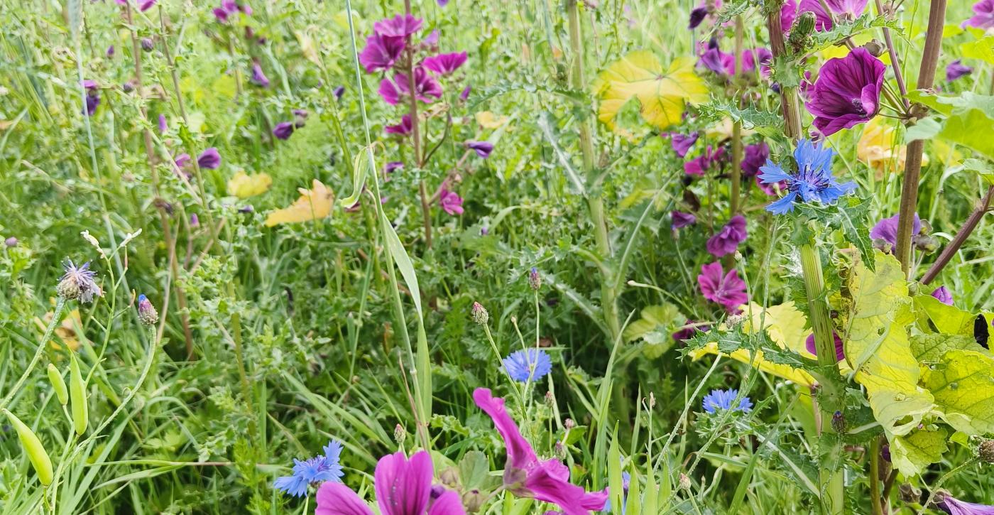 Erfgoed en biodiversiteit