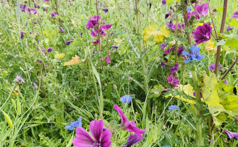 Erfgoed en biodiversiteit