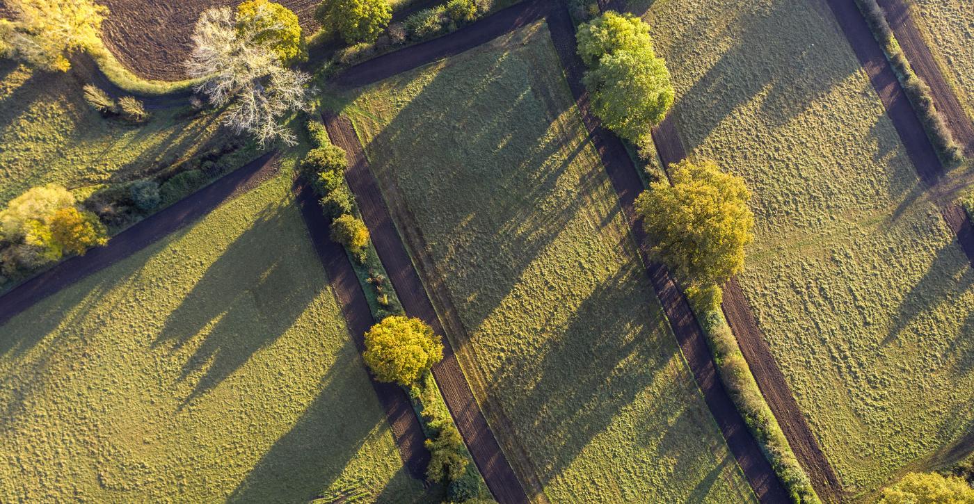 Hedge laying. Ages old and varieted