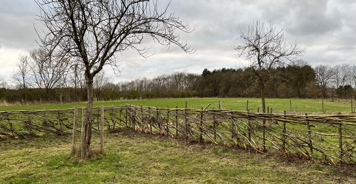 Heggenvlechten voor een behaagelijke toekomst