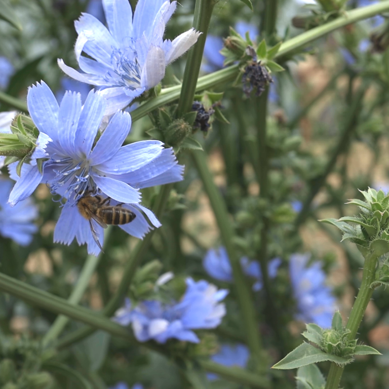 Bijenhouderij. Bezield door biodiversiteit