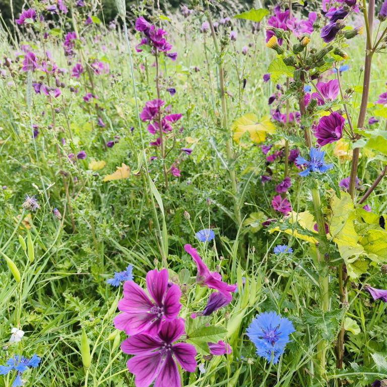 Bloemen en burchten. Inspiratie uit Noord-Brabant