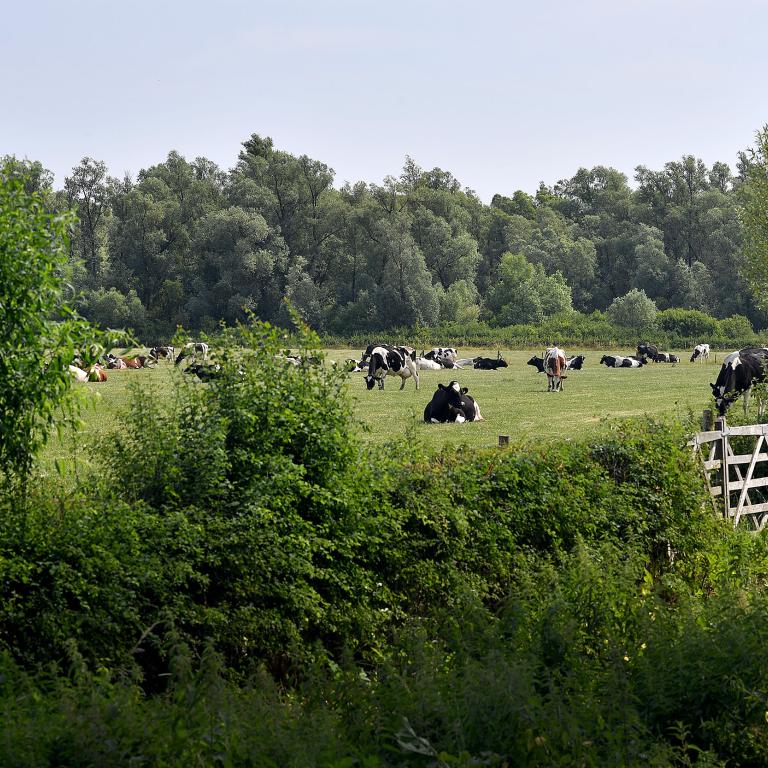 Heggen in de Ooijpolder. Samenwerken voor de toekomst